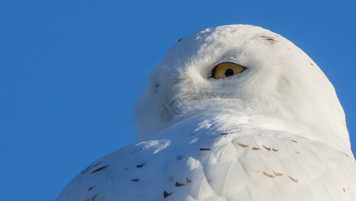 Snowy Owl - ML616660891