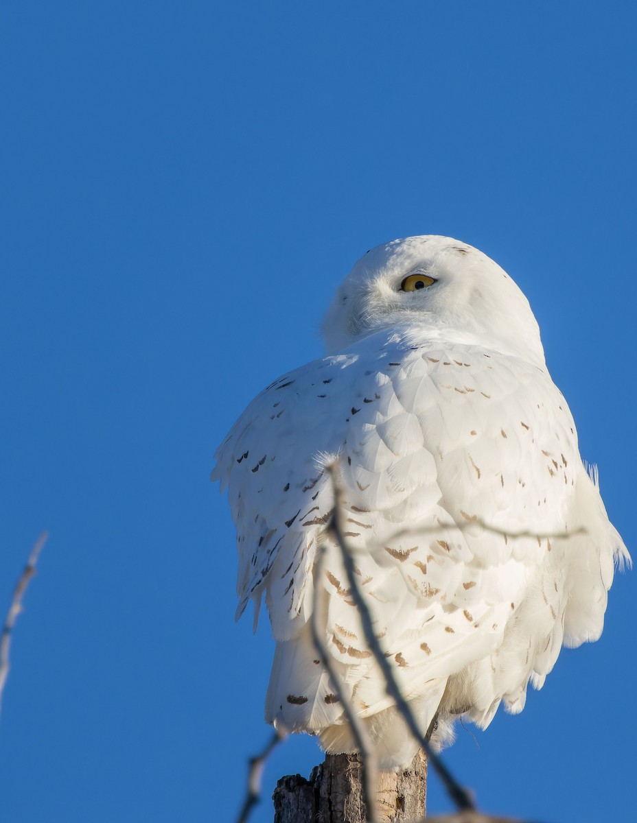 Snowy Owl - ML616660892