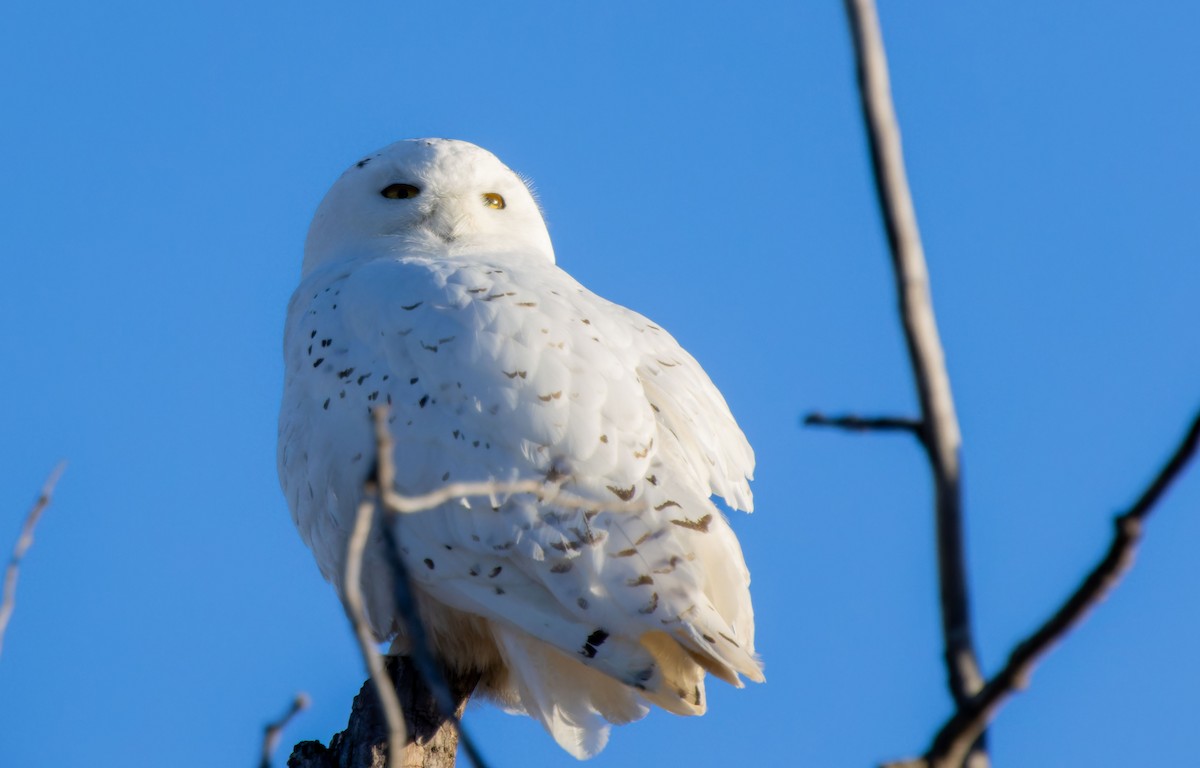 Snowy Owl - ML616660893