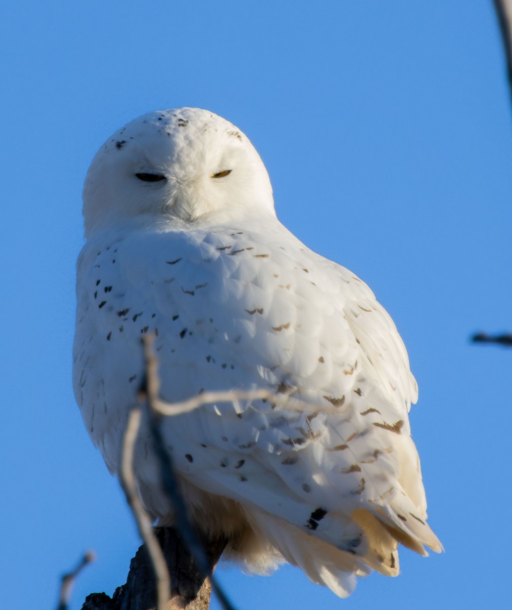 Snowy Owl - ML616660894