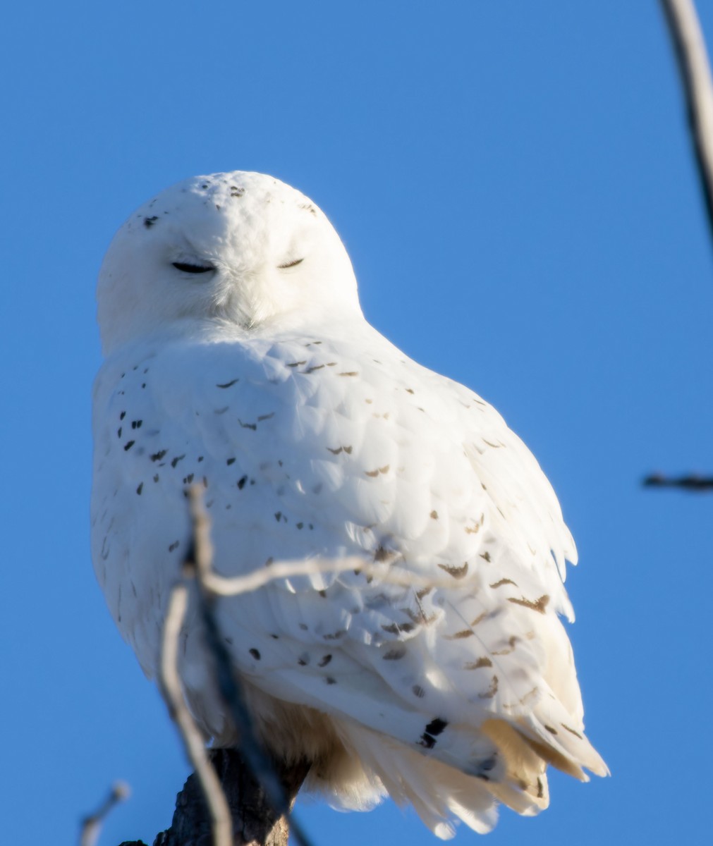 Snowy Owl - ML616660895