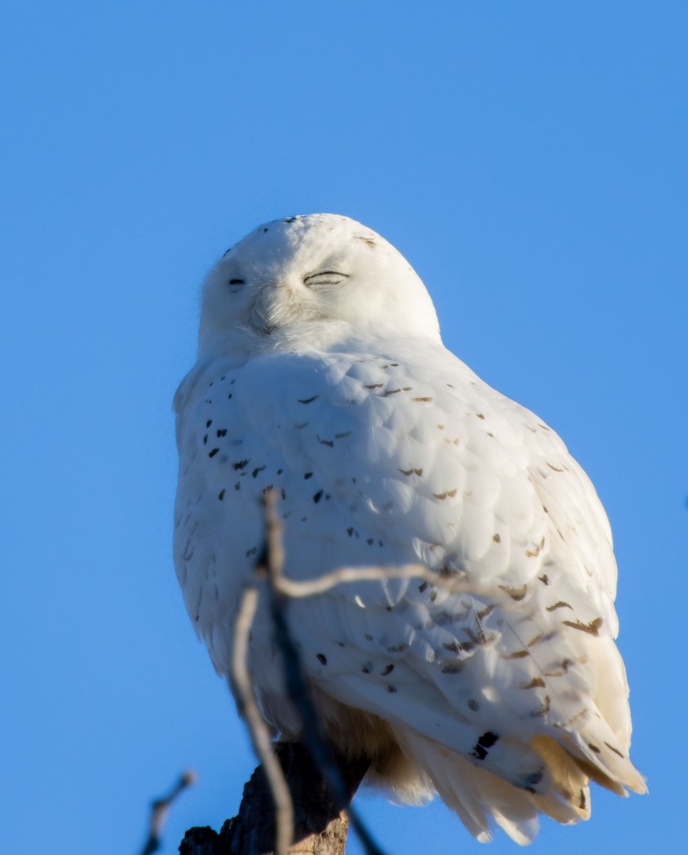 Snowy Owl - ML616660896