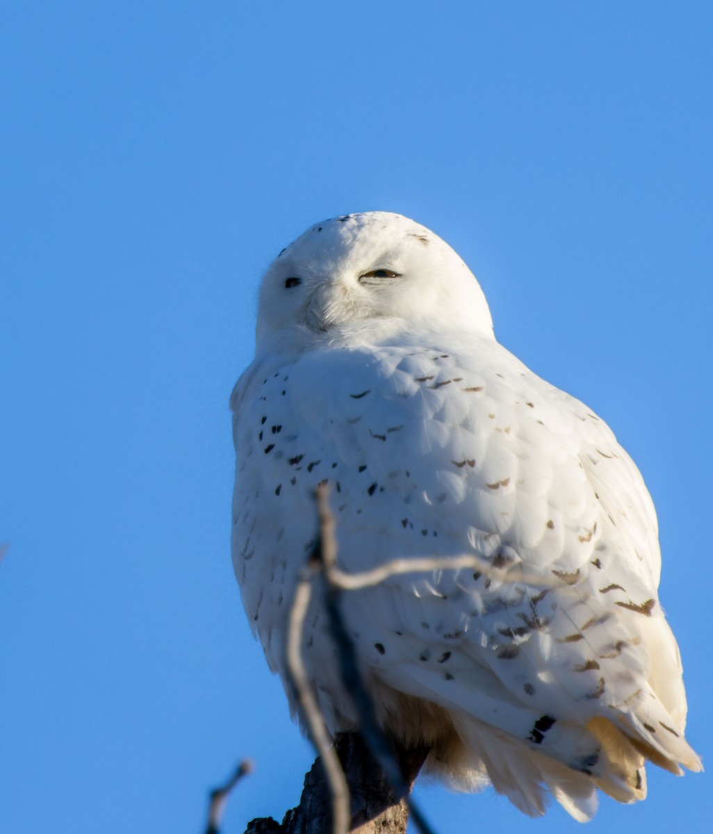 Snowy Owl - ML616660898