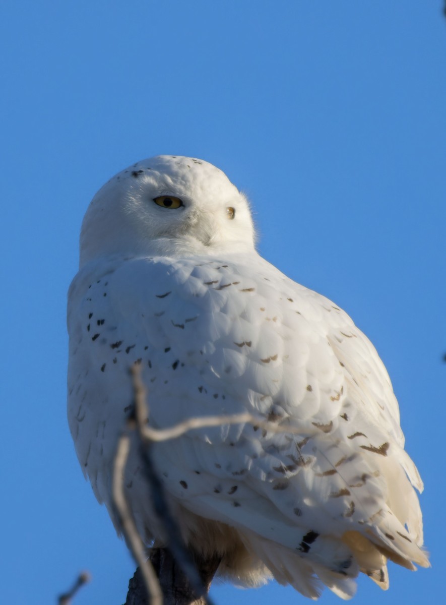 Snowy Owl - ML616660899