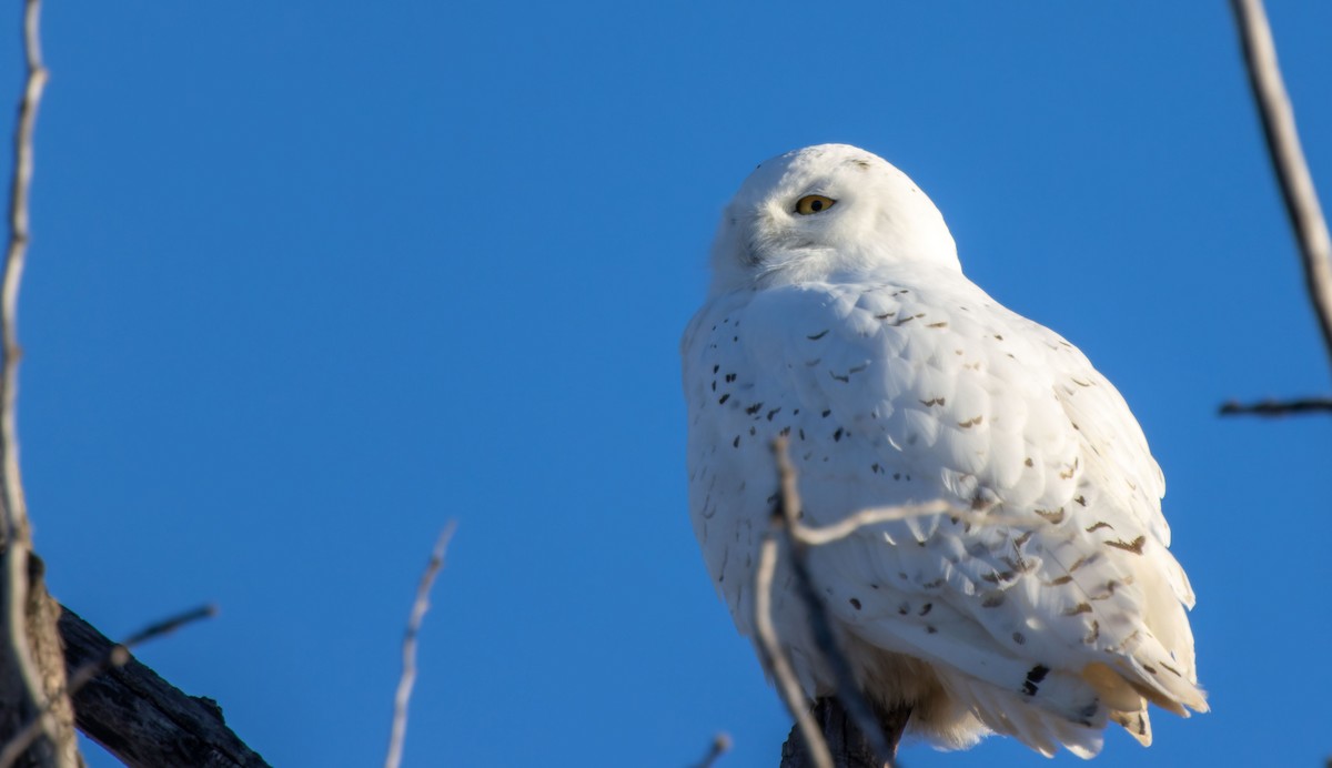 Snowy Owl - ML616660900