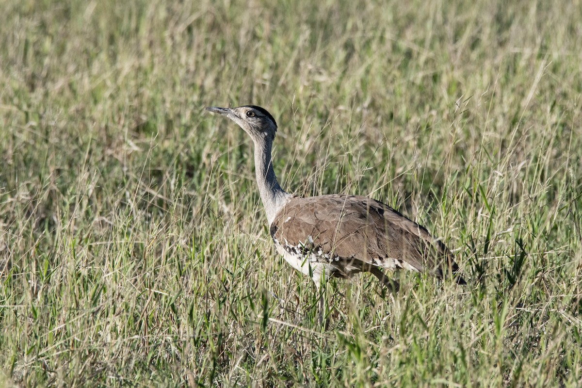 Australian Bustard - Owen  Lawton