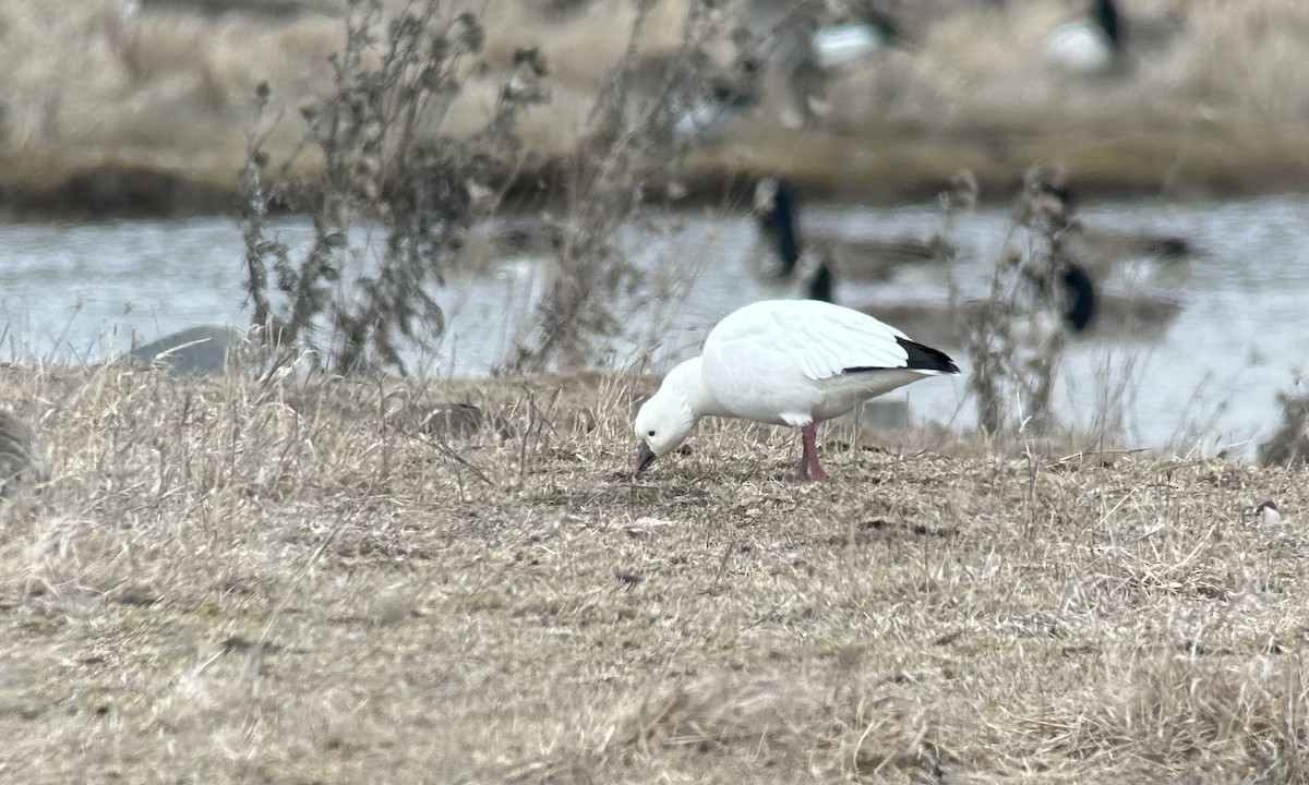 Ross's Goose - ML616660942