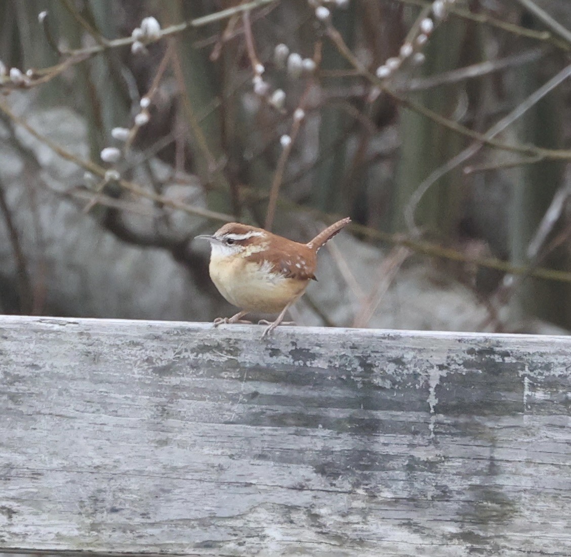 Carolina Wren - ML616660945