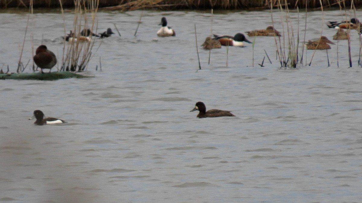 Lesser Scaup - esther camacho moro