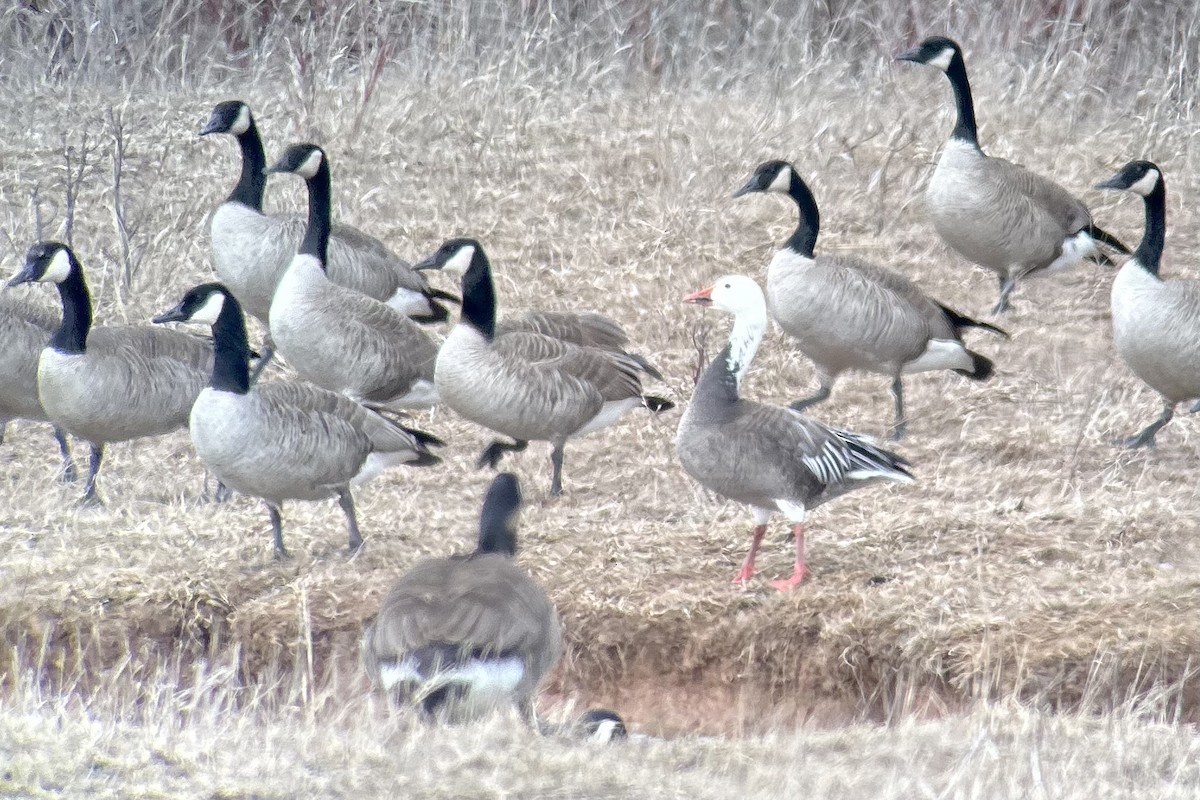 Snow Goose - ML616660976