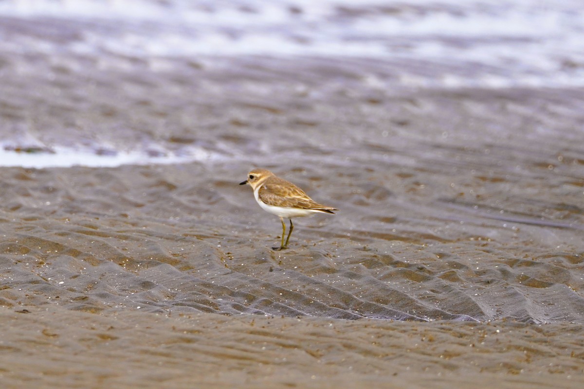 Double-banded Plover - Andrew McDonald