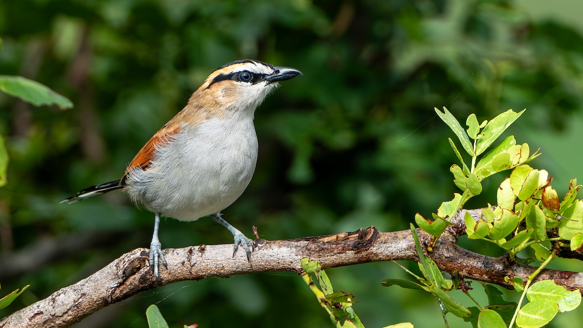 Black-crowned Tchagra - ML616660979