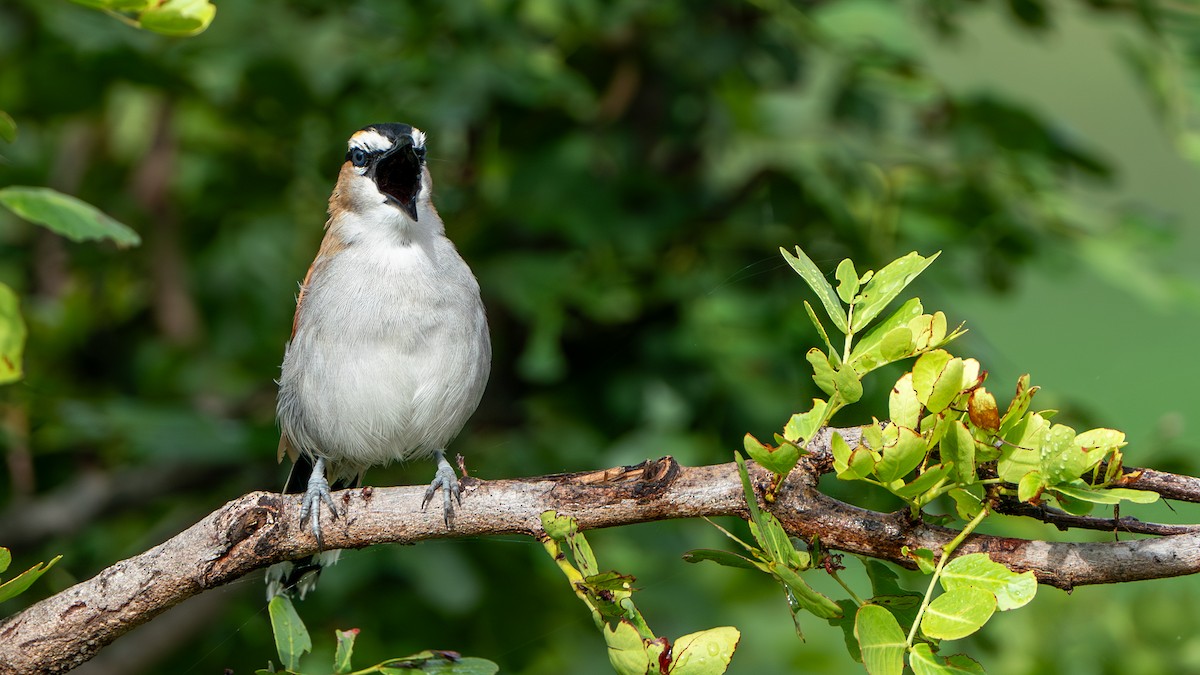 Black-crowned Tchagra - Javier Cotin