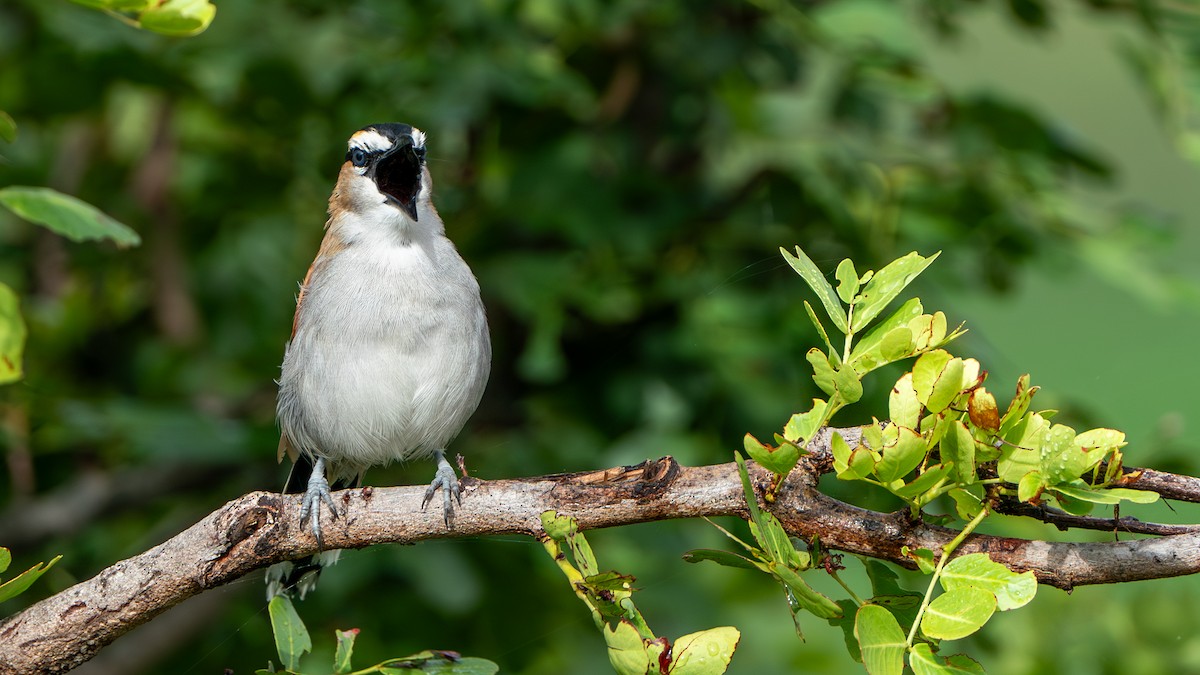 Black-crowned Tchagra - ML616660981