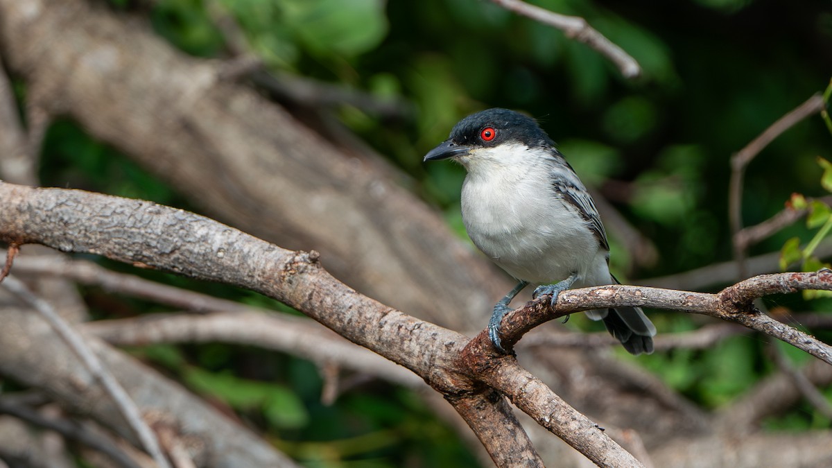 Black-backed Puffback - ML616661002