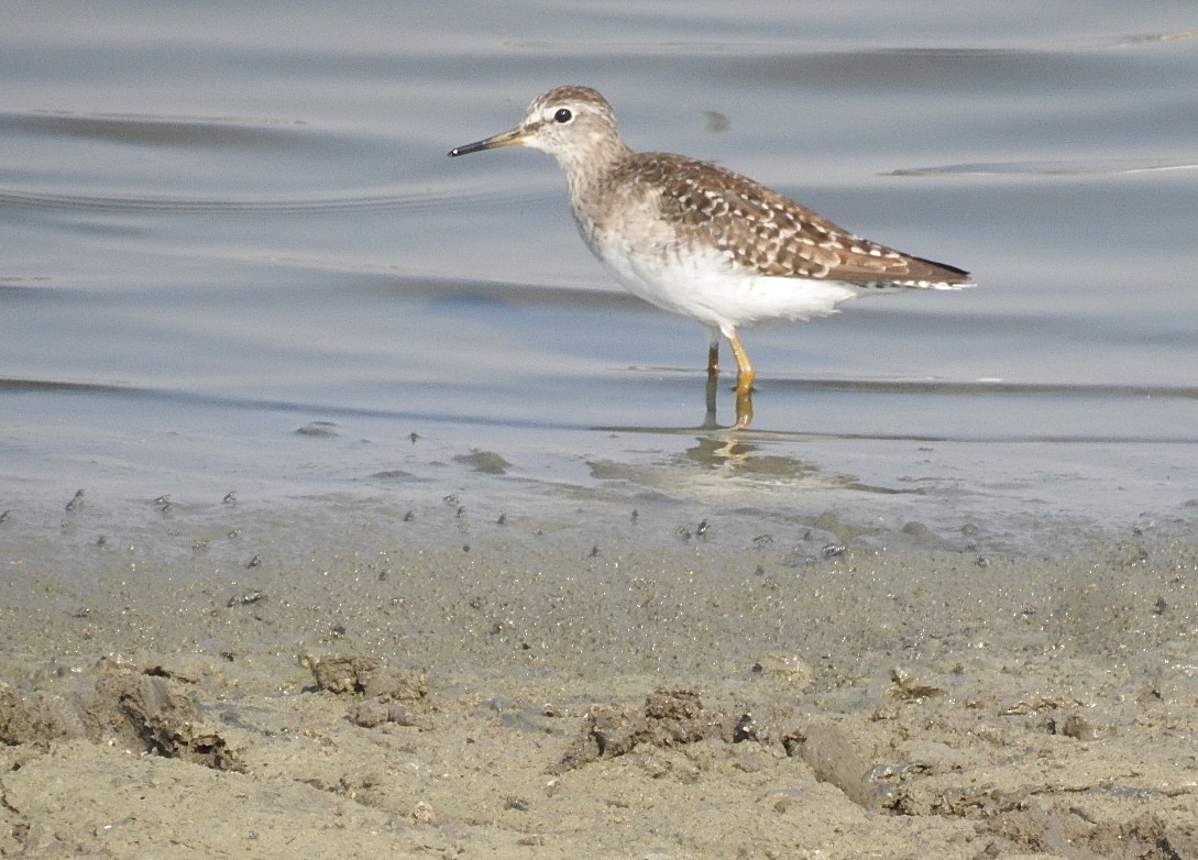 Wood Sandpiper - ML616661013