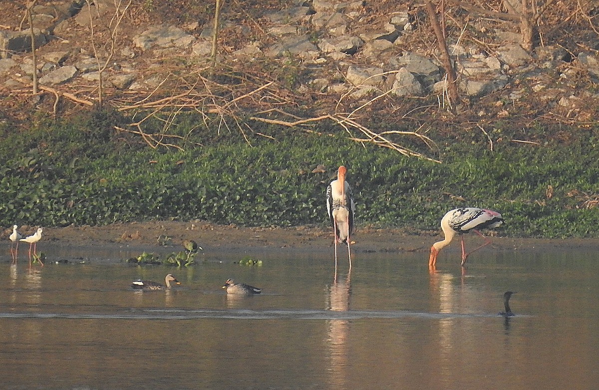 Painted Stork - ML616661017