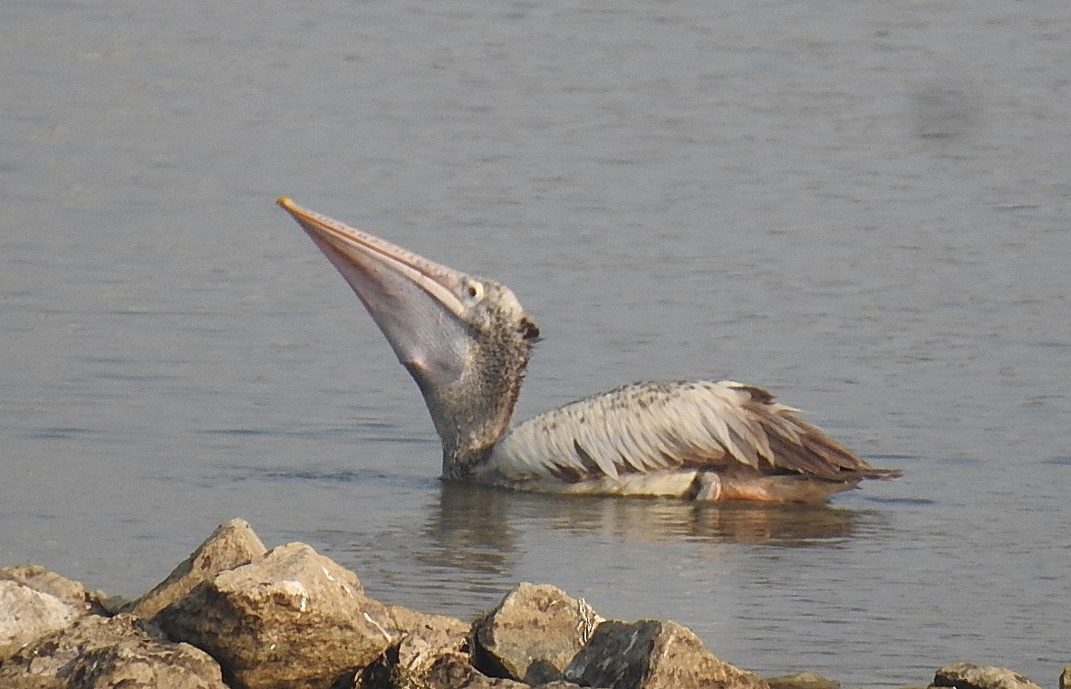 Spot-billed Pelican - Deepa Mohan