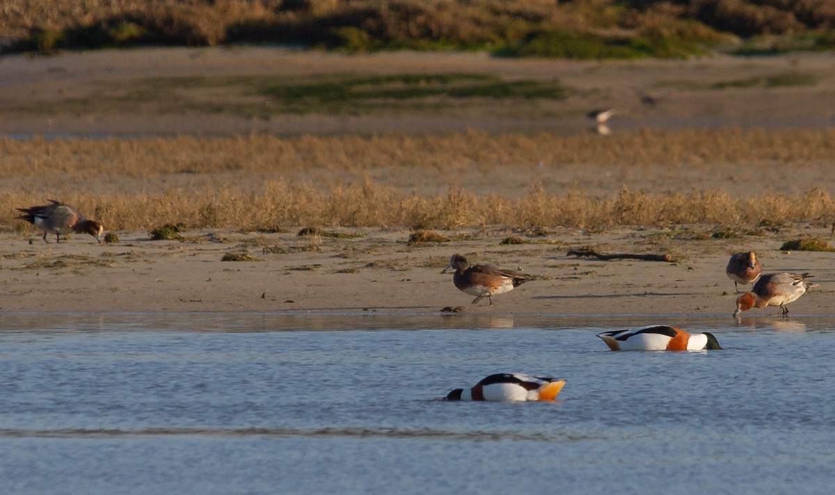 American Wigeon - Davy Bosman