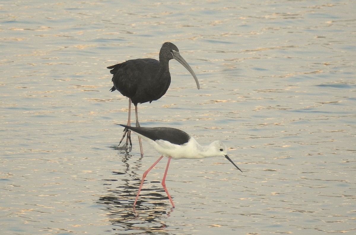 Glossy Ibis - ML616661036