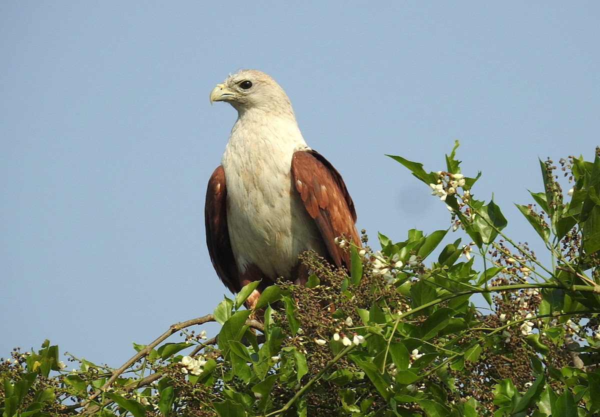 Brahminy Kite - ML616661039