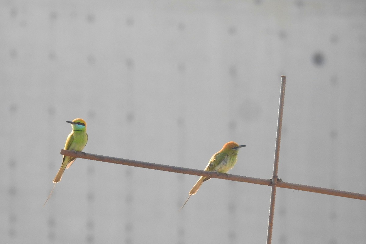 Asian Green Bee-eater - Deepa Mohan