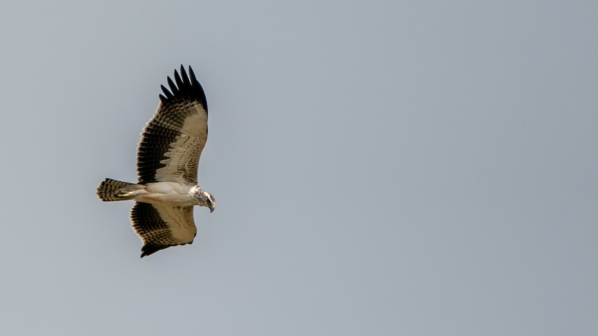 Martial Eagle - ML616661063