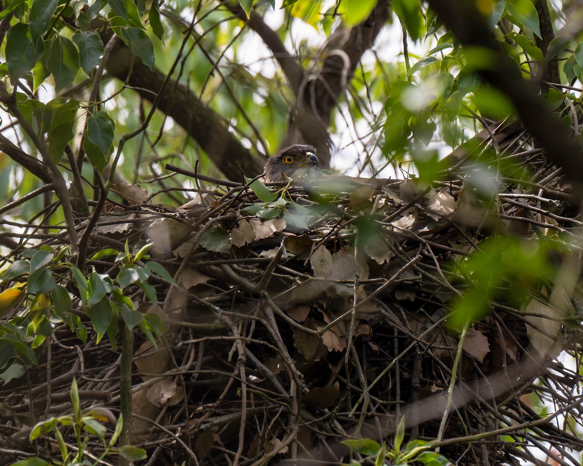 Crested Goshawk - Falk Wirsam