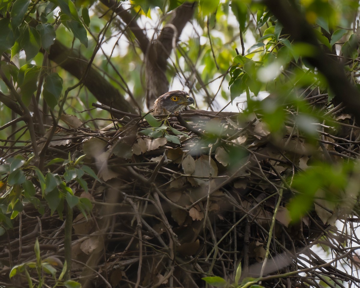 Crested Goshawk - Falk Wirsam