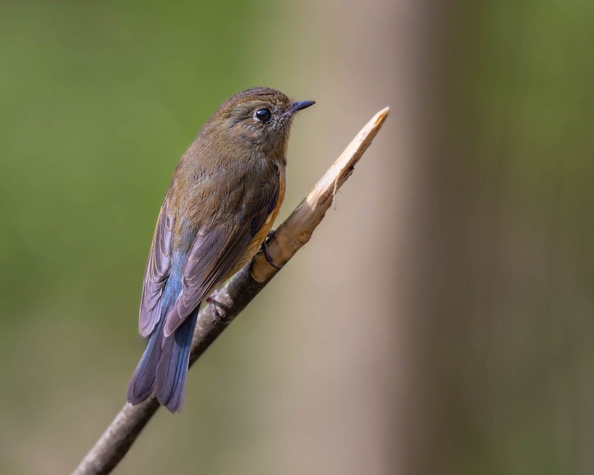 Red-flanked Bluetail - Falk Wirsam