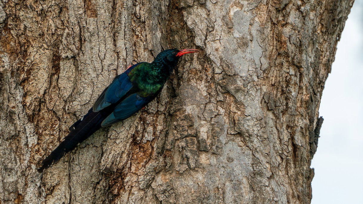 Green Woodhoopoe - Javier Cotin