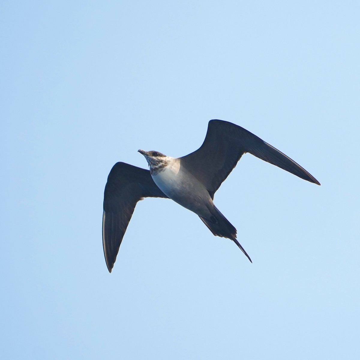 Long-tailed Jaeger - ML616661144