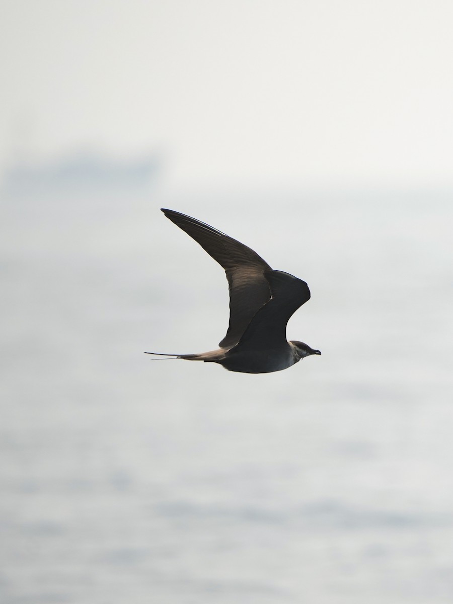 Long-tailed Jaeger - ML616661146