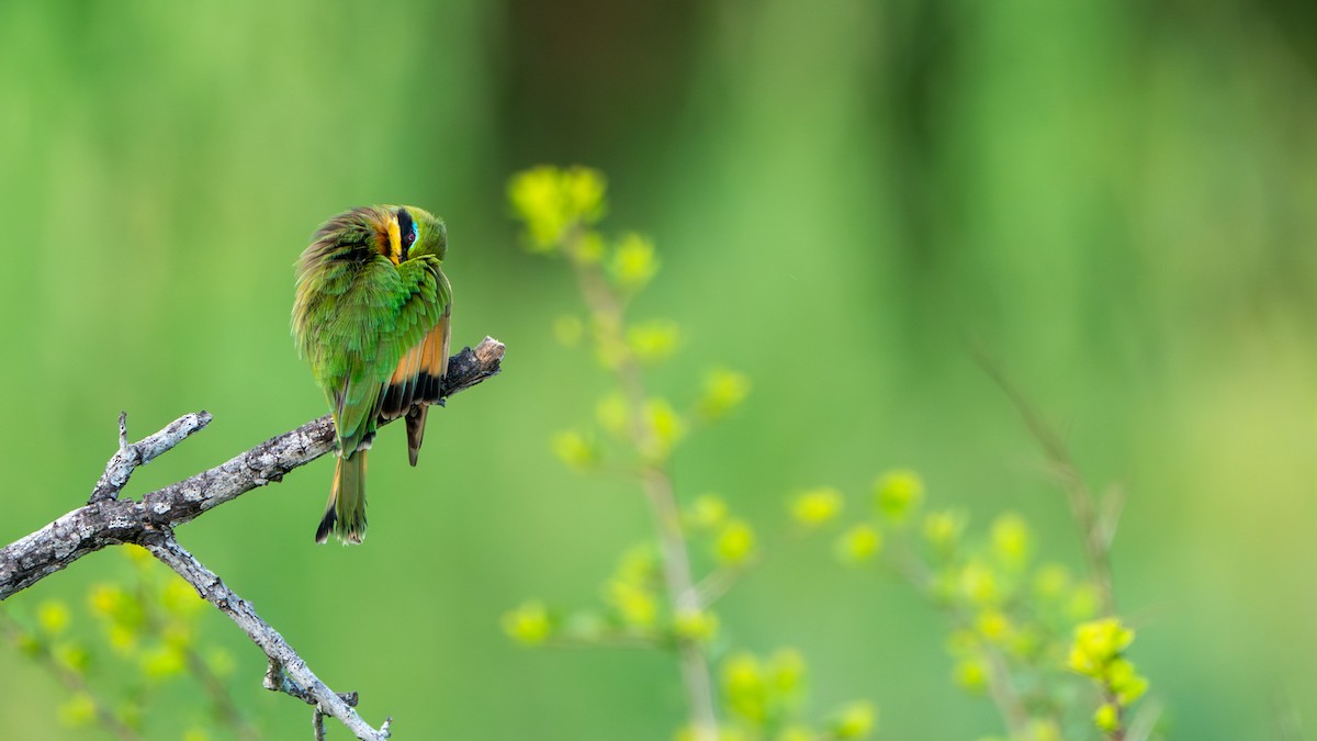 Little Bee-eater - ML616661168