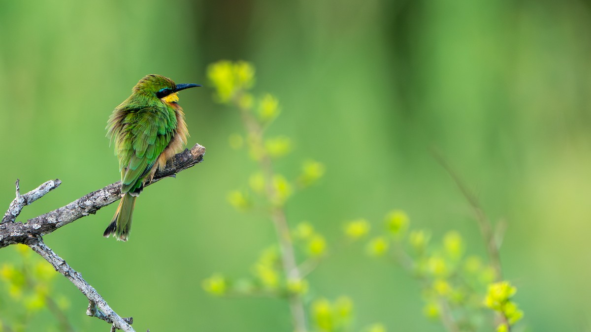 Little Bee-eater - ML616661169