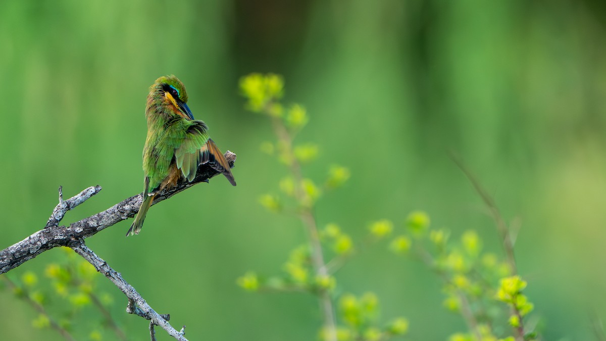 Little Bee-eater - ML616661170