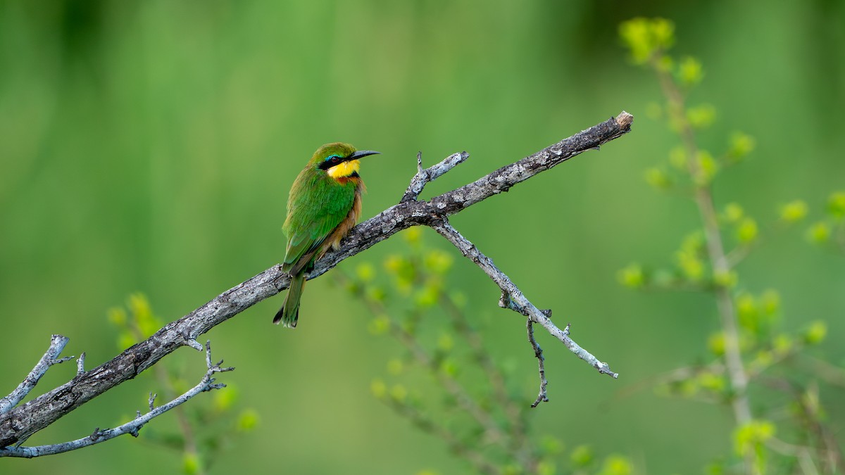 Little Bee-eater - ML616661171