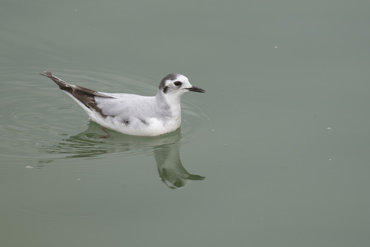 Mouette pygmée - ML616661212