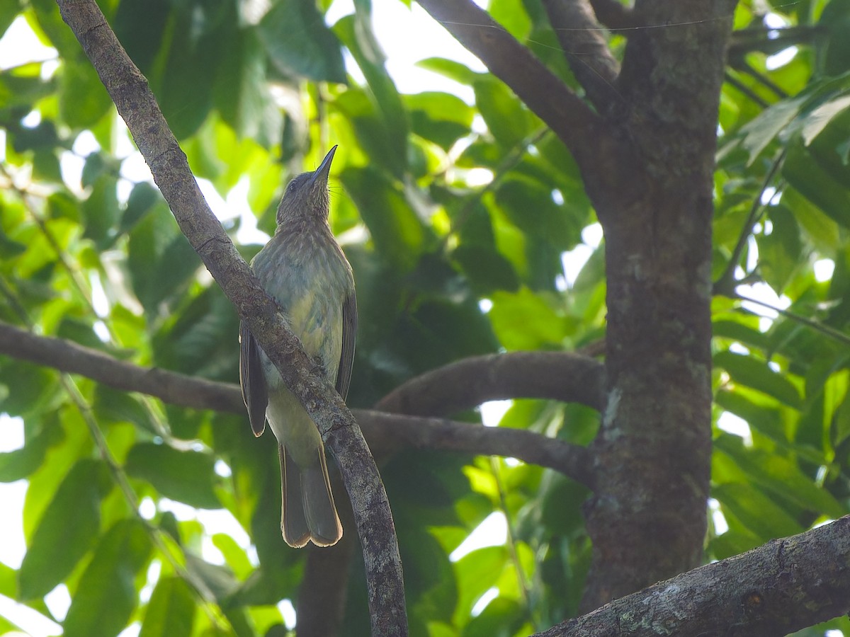 Visayan Bulbul - ML616661219