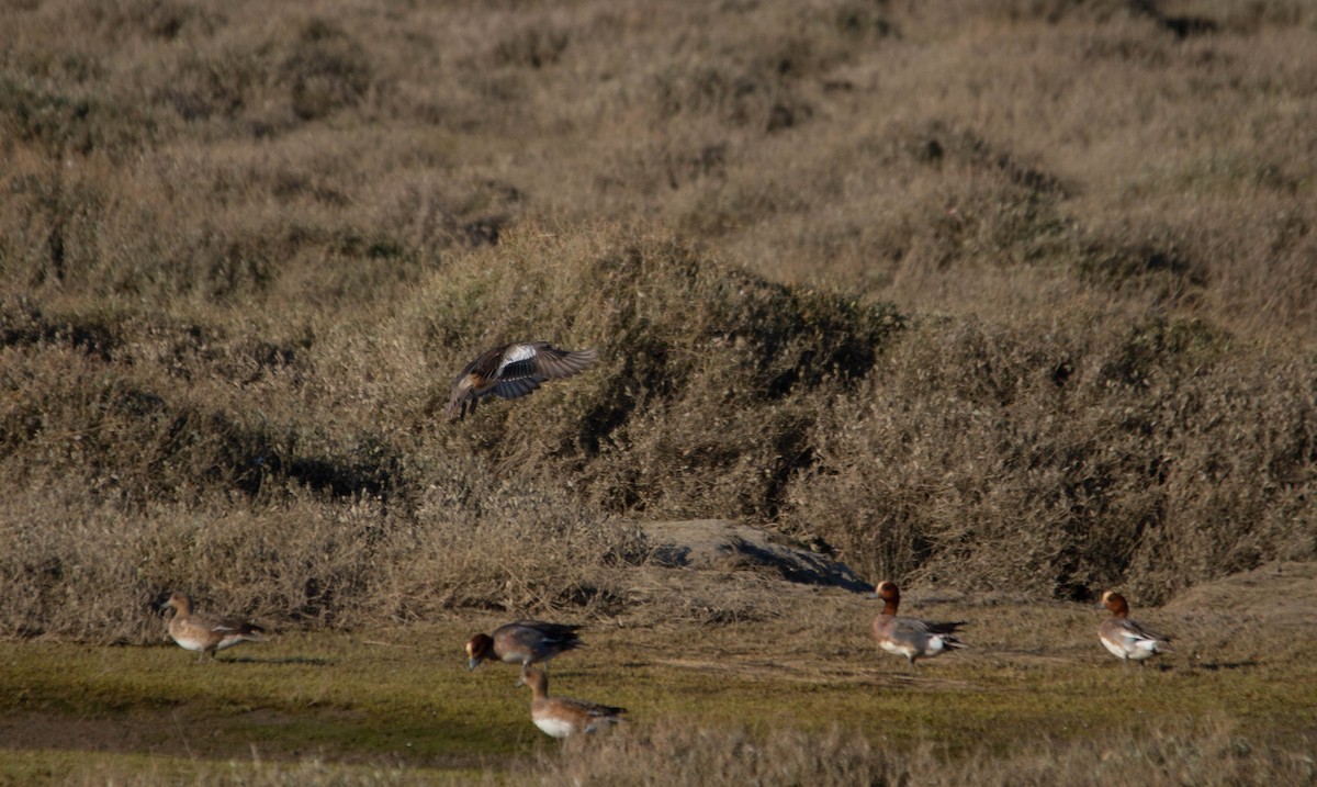 American Wigeon - Davy Bosman