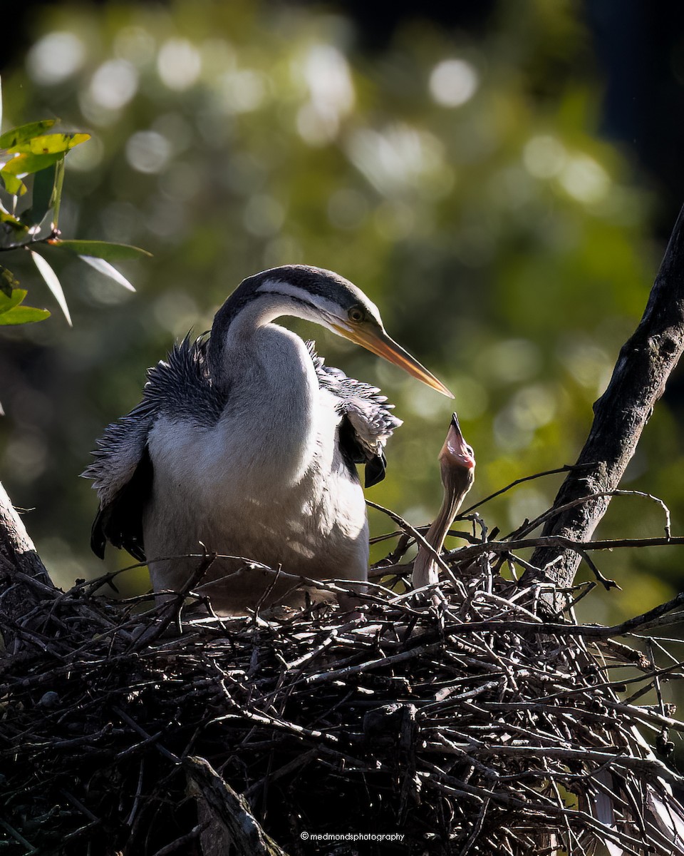 Australasian Darter - Michelle Edmonds