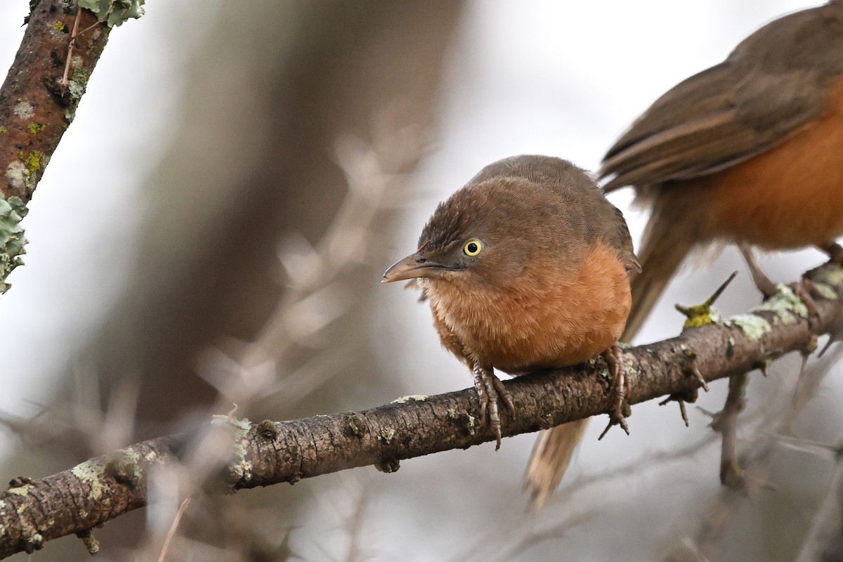 Rufous Chatterer - Adarsh Nagda