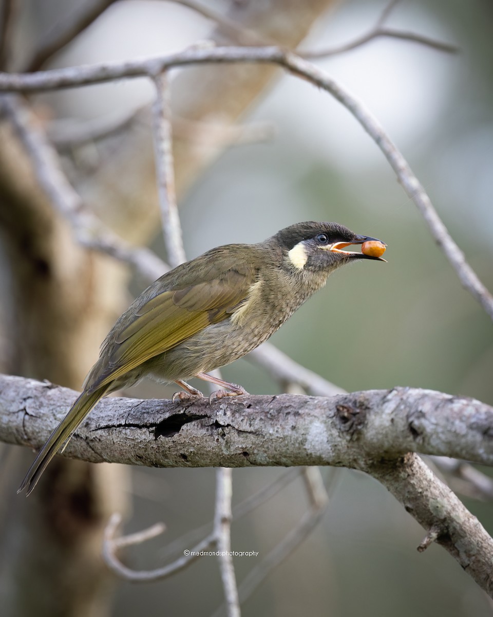 Lewin's Honeyeater - Michelle Edmonds