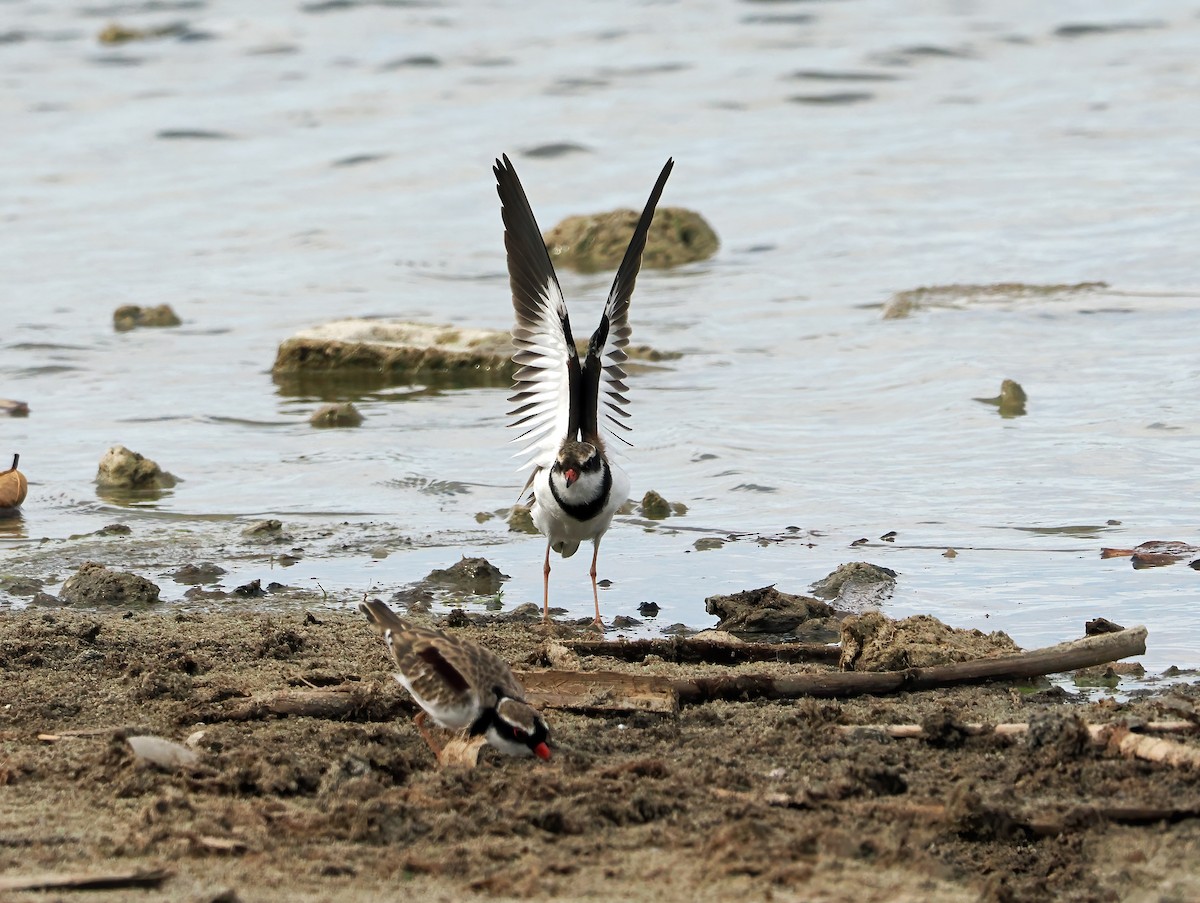 Black-fronted Dotterel - ML616661378