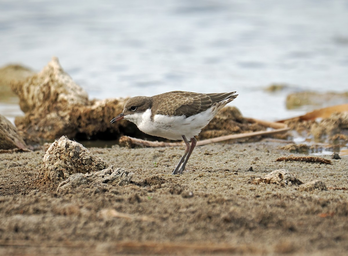 Red-kneed Dotterel - ML616661387