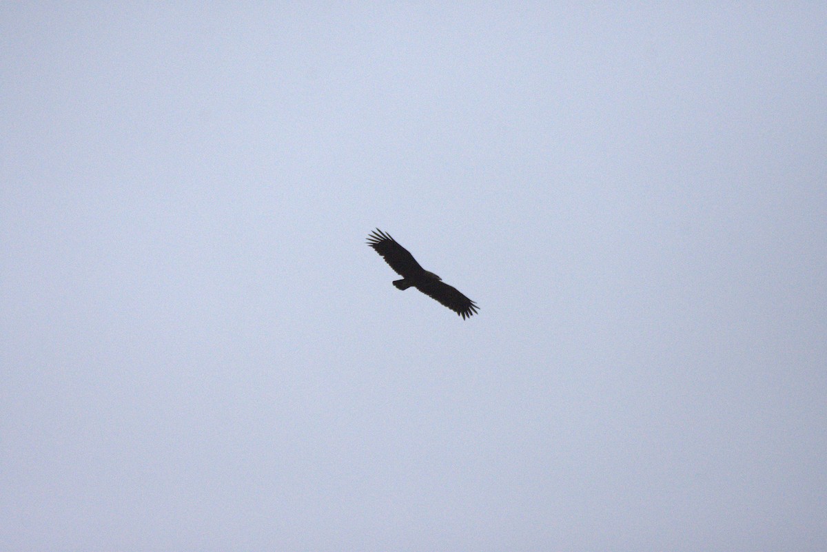 Greater Spotted Eagle - ML616661478