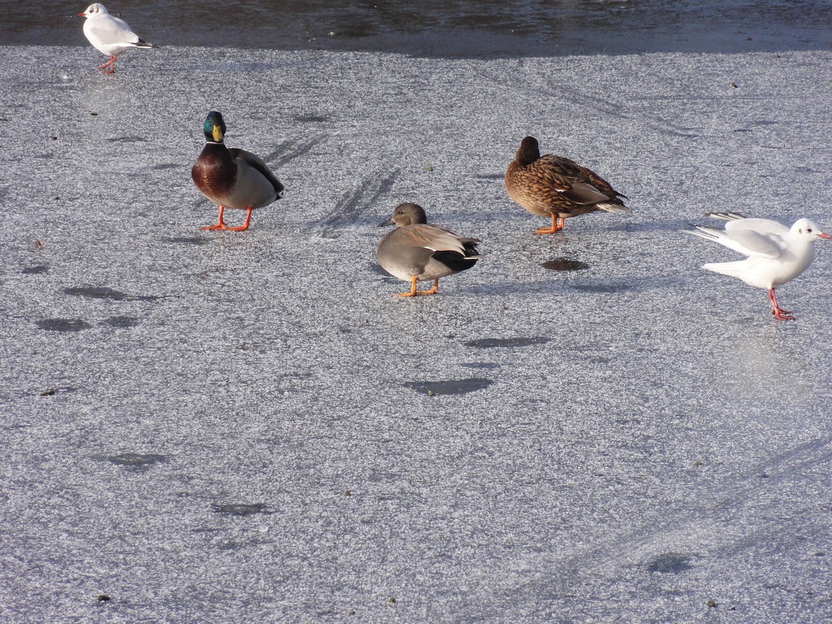 Gadwall - ML616661490