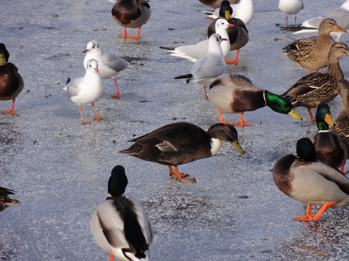 Mallard (Domestic type) - ML616661495