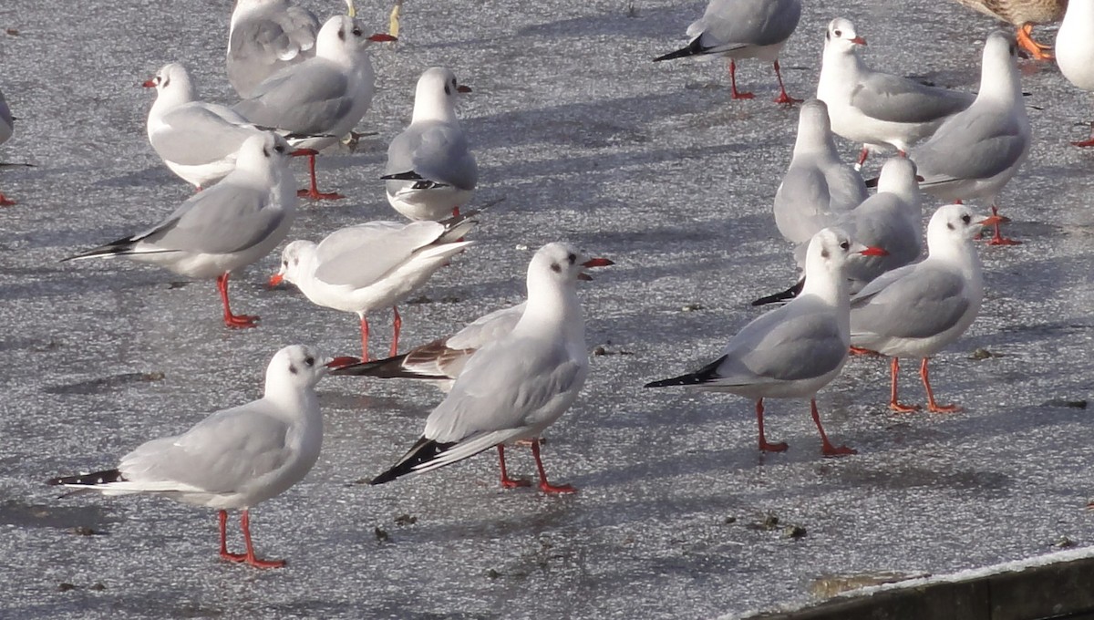 Black-headed Gull - ML616661503