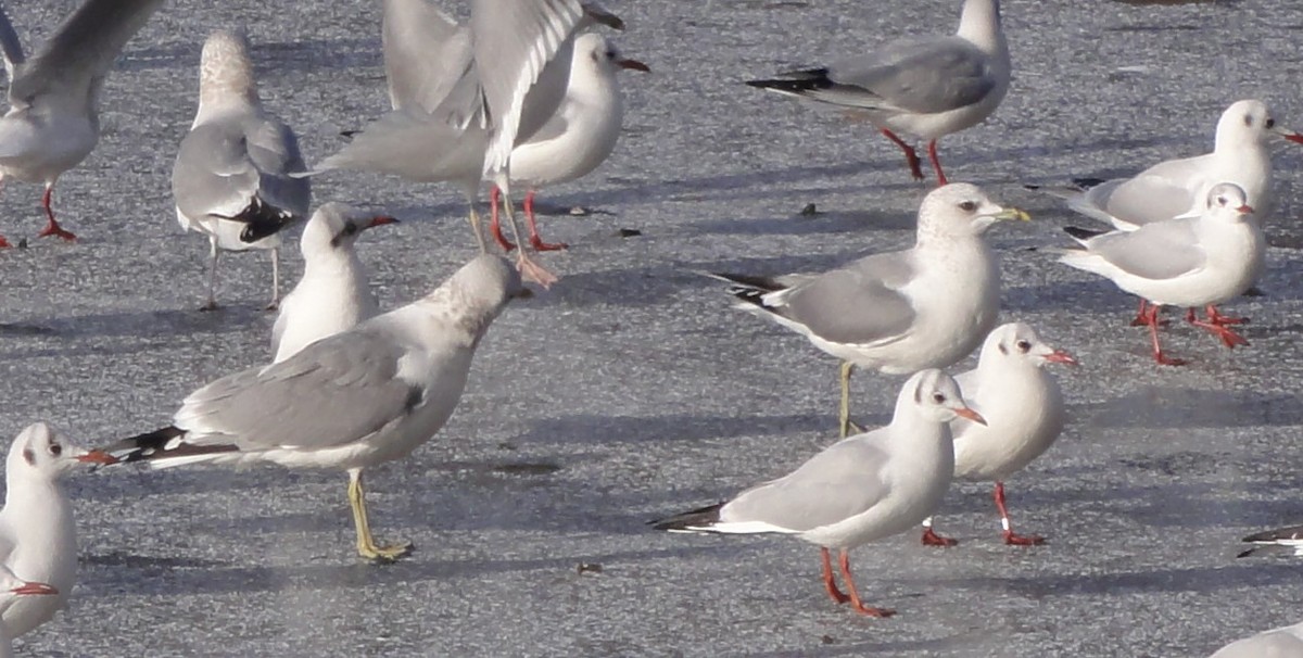 Common Gull - ML616661505